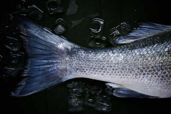 Nuova tipologia di ghiaccio per conservabilità prodotti ittici