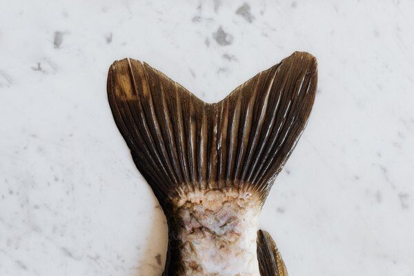 Conservazione dei prodotti ittici