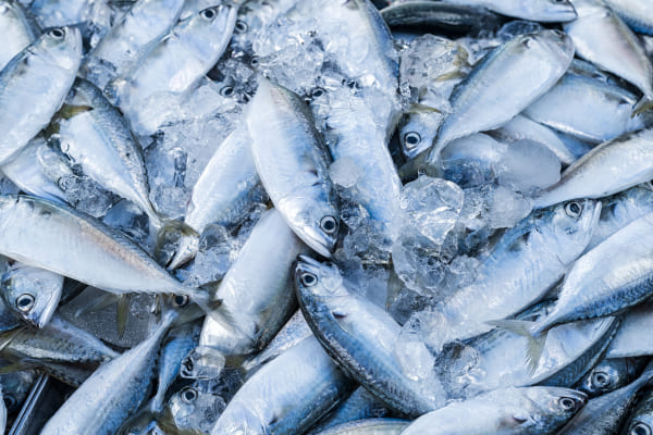 Cosa significa abbattere la temperatura del pesce?